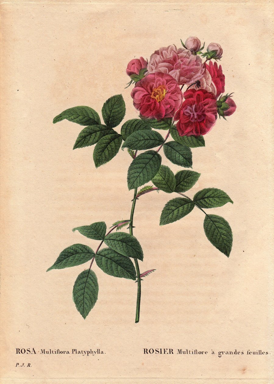 Botanická deska, květina, odrůda růže: Rosa multiflora s velkými listy (Rosa multiflora platyphylla) pěstuje semeno artir představené v Bretani před rokem 1817. od Pierre Joseph Redouté