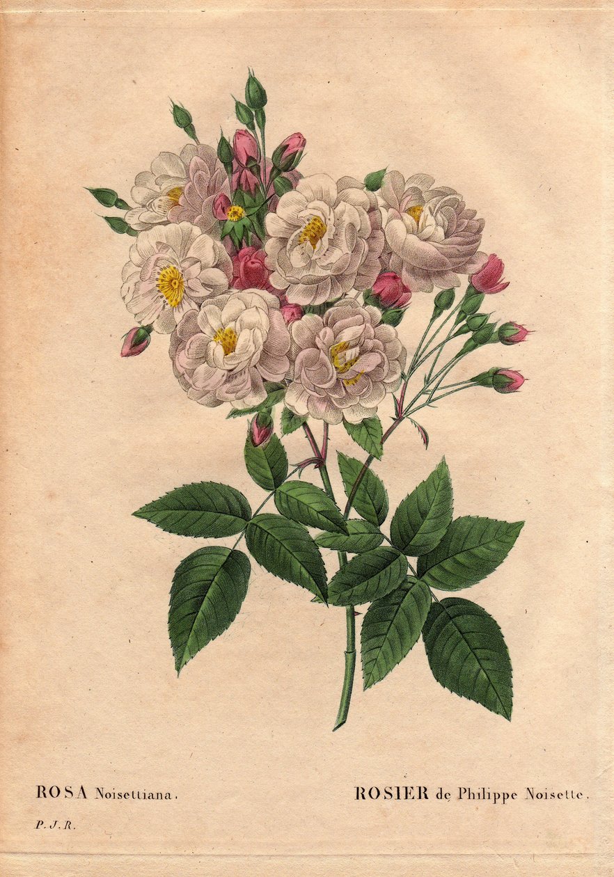 Botanická deska, květina, odrůda růže: Růže z lískového oříšku Philippe (Rosa noisettiana). Hybridní druh růže moschata chinensis pěstovaný ve Spojených státech Johnem Champneym a představený do Francie Philippe Noisette v roce 1814. V „“ Les Roses“, Volum od Pierre Joseph Redouté