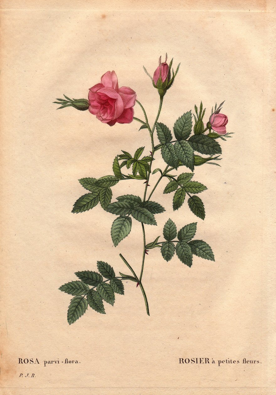 Botanická deska, květina, odrůda růže: Růže s malými květy (Rosa parviflora nebo Rosa parviflora) ze Severní Ameriky. V „“ Les Roses“, svazek 2 od Pierre Joseph Redoute (1759-1840) od Pierre Joseph Redouté
