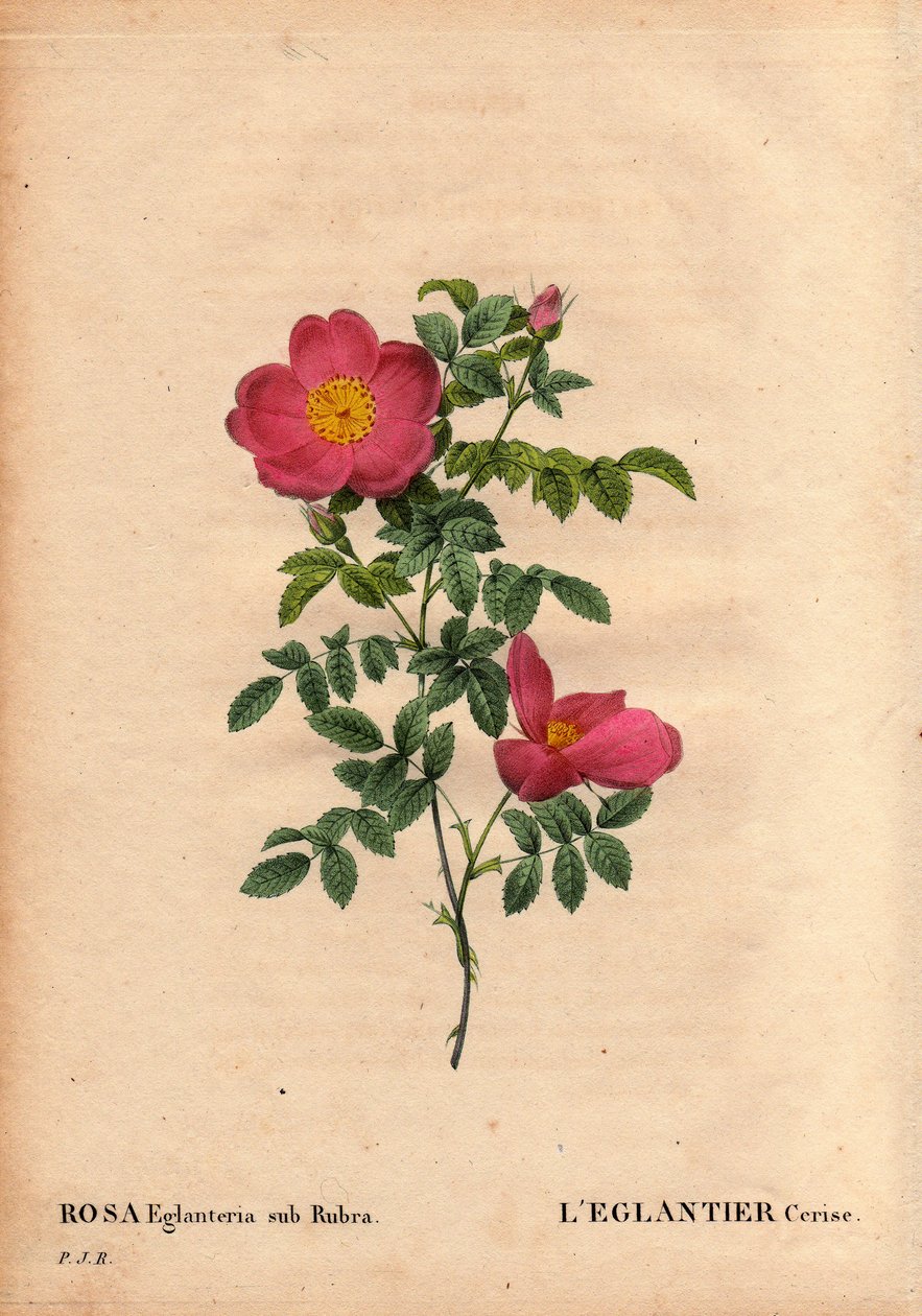 Botanická deska, květina, odrůda růží: Repertoár třešně Eglantier (Rosa eglanteria sub rubra) ve sklenících pana Vilmorina, kolem roku 1820 a získaný semeny žluté růže foetida. V „“ Les Roses“, svazek 2 od Pierre Joseph Redoute od Pierre Joseph Redouté