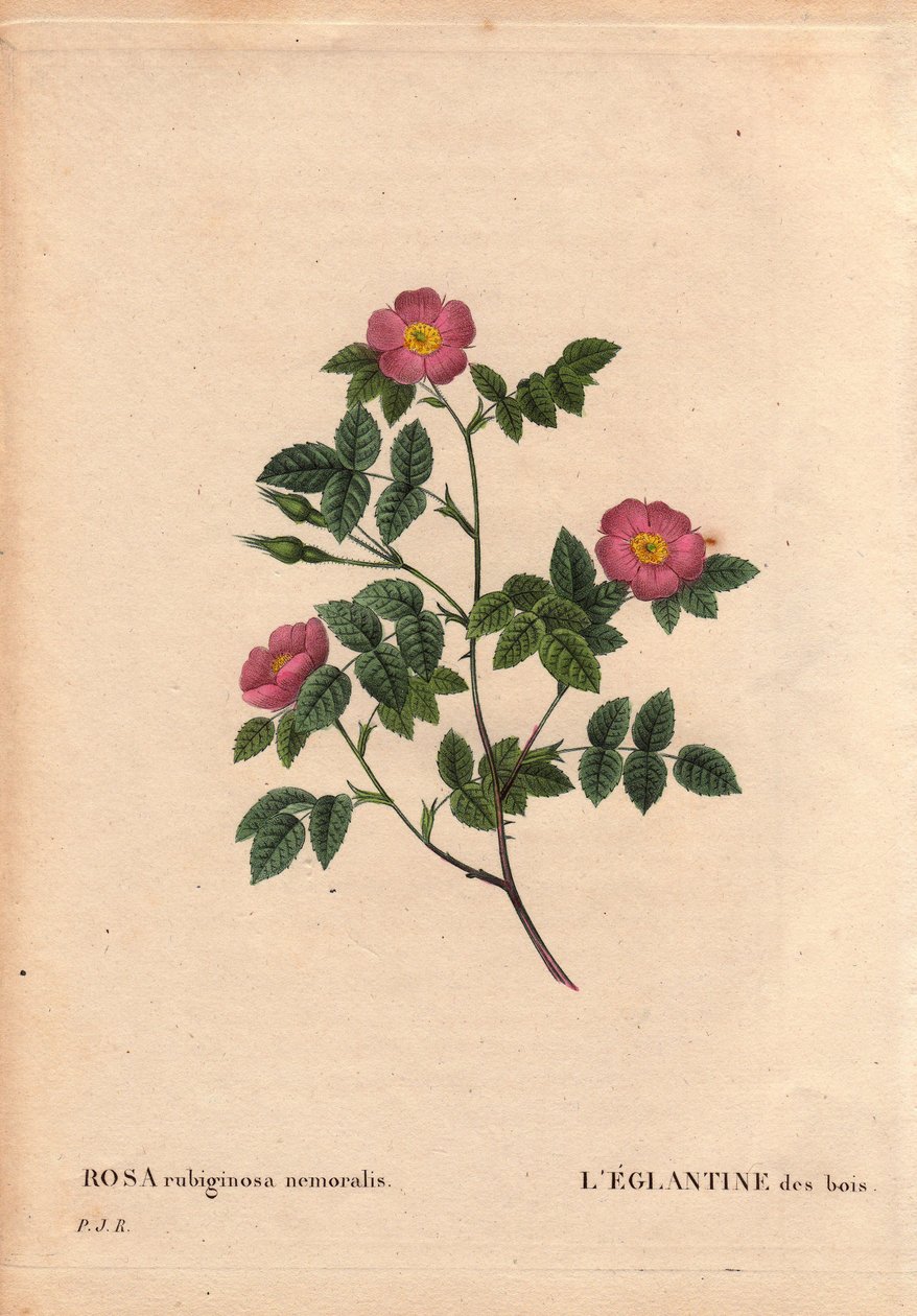 Botanická deska, květina, růže odrůda: Eglantine of the Woods. (Rosa rubiginosa nemoralis). Druhy z Evropy. V „“ Les Roses“, svazek 2 od Pierre Joseph Redoute (1759-1840) od Pierre Joseph Redouté