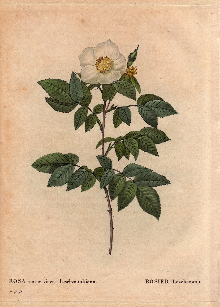 Botanická deska, květina, odrůda růže: růže Leschenault (Rosa sempervirens Leschenaultiana). Objevil je monsieur Leschenault na Nilgiri (nebo Nilagiri nebo Nilgiris), nazývané také Modré hory Indie. V regionu Tamil Nadu před rokem 1824. V „“ L od Pierre Joseph Redouté