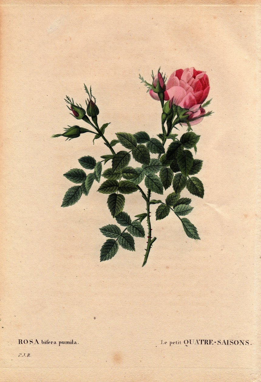 Botanická deska, květina, růže Varieta: The Little Four Seasons (Four Seasons). Latinsky: Rosa bifera pumila, pěstovaná panem Noelem, Paříž, Francie, před rokem 1824. V „“Les Roses“, svazek 2 od Pierre Joseph Redoute (1759-1840) od Pierre Joseph Redouté
