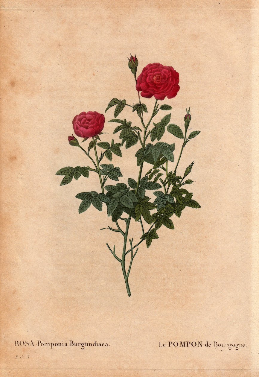 Botanická deska, květina, odrůda růže: Burgundská bambulka (Rosa Pomponia Burgundiaca). Neznámý původ, původní odrůda před rokem 1664. V „“ Les Roses“, svazek 2 od Pierre Joseph Redoute (1759-1840) od Pierre Joseph Redouté