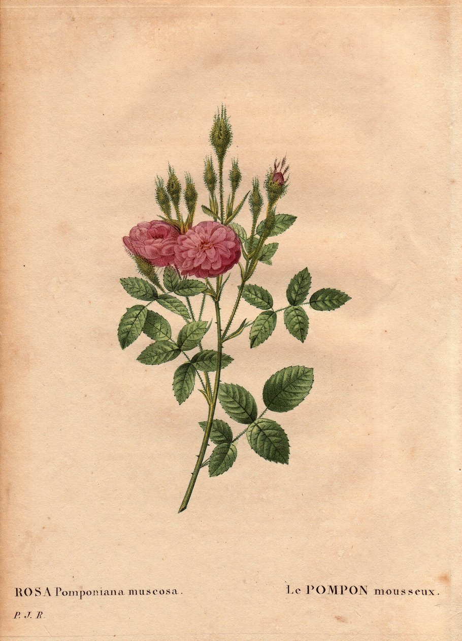 Botanická deska, květina, růžová odrůda: Šumivý druh bambulky „“ Rose de Meaux“ (Rosa Pomponiana muscosa) objevený v zahradě v západní Anglii kolem roku 1801. V „“ Les Roses“, svazek 2 od Pierra Josepha Redoute ( 1759-1840) od Pierre Joseph Redouté