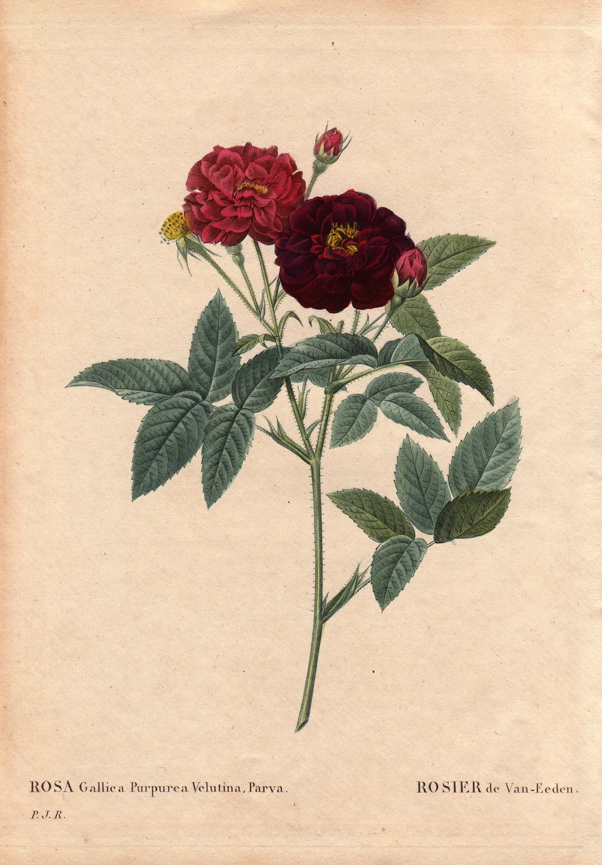 Botanická deska, květina, růže Odrůda: růže Van Eeden (Rosa Gallica Purpurea Velutina Parva). Pěstováno v Nizozemsku Van Eedenem před rokem 1810. V „“Les Roses“, Volume 2 od Pierre Joseph Redoute (1759-1840) od Pierre Joseph Redouté