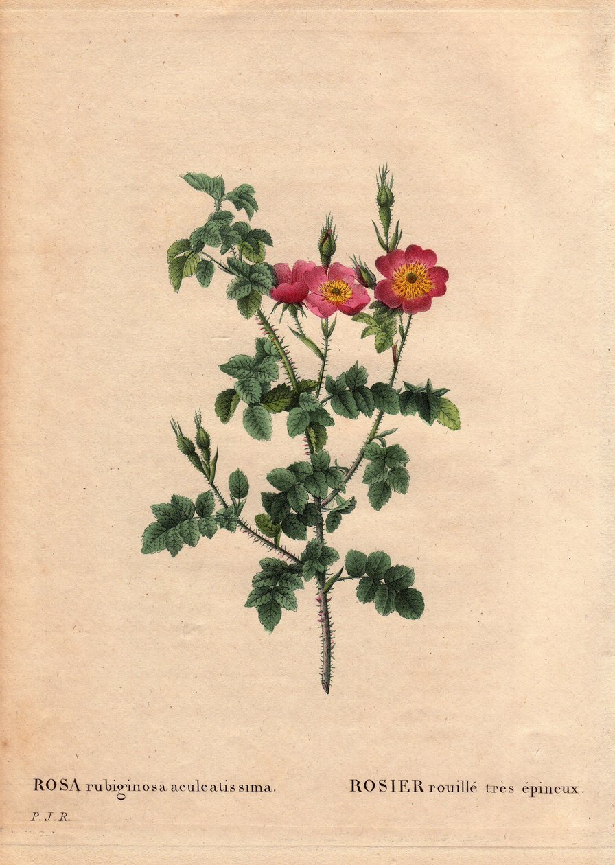 Botanická deska, květ, růže Odrůda: Velmi ostnitá rezavá růže (Rosa rubiginosa aculeatissima). Získáván semeny a obalován Du Pontem kolem roku 1810. V „“Les Roses“, svazek 2 od Pierre Joseph Redoute (1759-1840) od Pierre Joseph Redouté