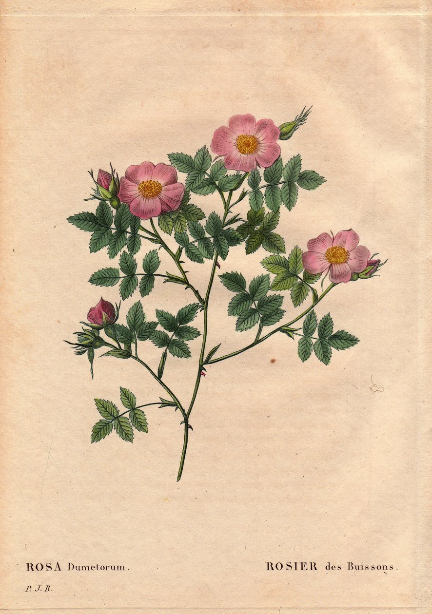 Botanická deska, květina, růže Odrůda: Bush Rose (Rosa dumetorum). Z čeledi psích růží z Evropy a Asie, objevených před rokem 1821. V „“Les Roses“, svazek 2 od Pierre Joseph Redoute (1759-1840) od Pierre Joseph Redouté