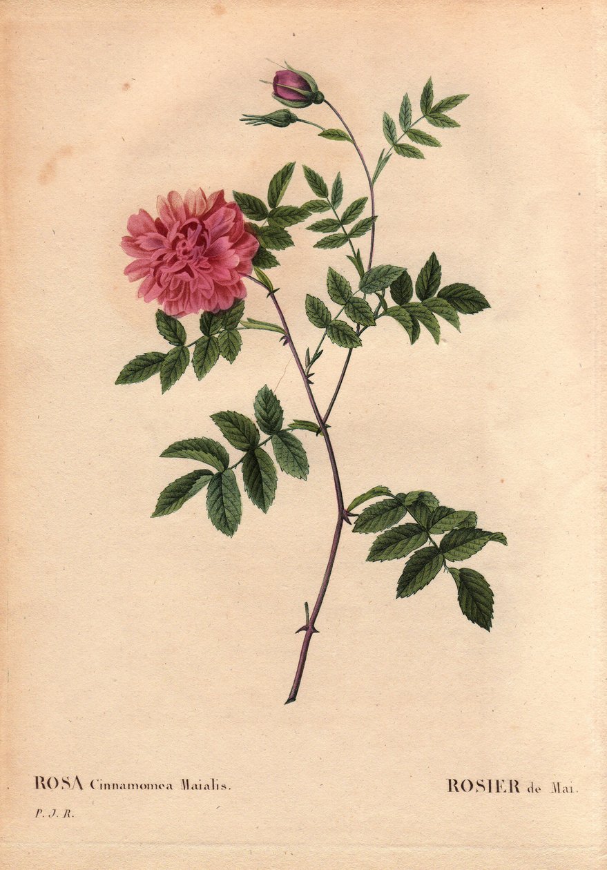 Botanická deska, květina, růže Odrůda: májová růže. (Rosa cinnamomea maialis). Divoká květina rostoucí po celé Evropě. V „“ Les Roses“, svazek 2 od Pierre Joseph Redoute (1759-1840) od Pierre Joseph Redouté