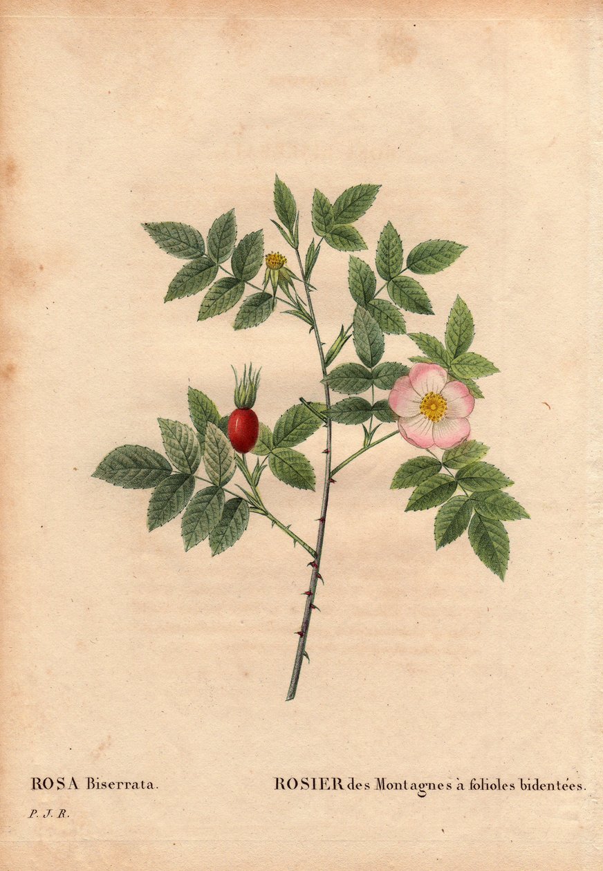 Botanická deska, květina, růže Odrůda: Horská růže s bidentee letáky (Rosa Biserrata). Sbírejte doktorem Meratem před rokem 1812 na Mont Valerien poblíž Paříže ve Francii. V „“ Les Roses“, svazek 2 od Pierre Joseph Redoute (1759-1840) od Pierre Joseph Redouté