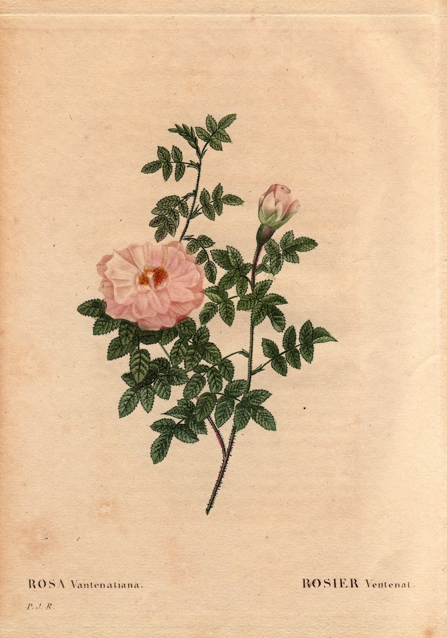 Botanická deska, květina, růže Odrůda: Rose Ventenat. (Rosa ventenatiana), neznámý původ. V „“ Les Roses“, svazek 2 od Pierre Joseph Redoute (1759-1840) od Pierre Joseph Redouté