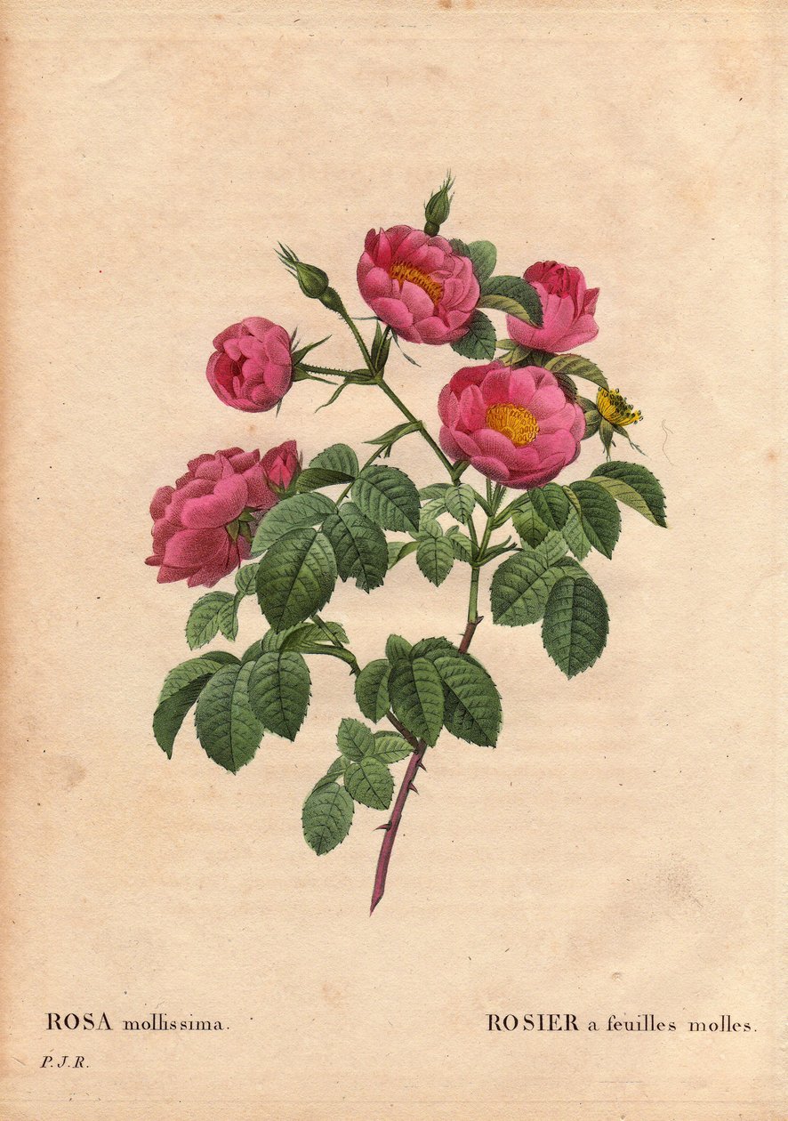 Botanická deska, květina, růže Odrůda: Růže s měkkými listy. (Rosa mollissima flora submultiplici). Odrůda Rose mollis, před rokem 1821. V „“ Les Roses“, svazek 2 od Pierra Josepha Redouta (1759-1840) od Pierre Joseph Redouté