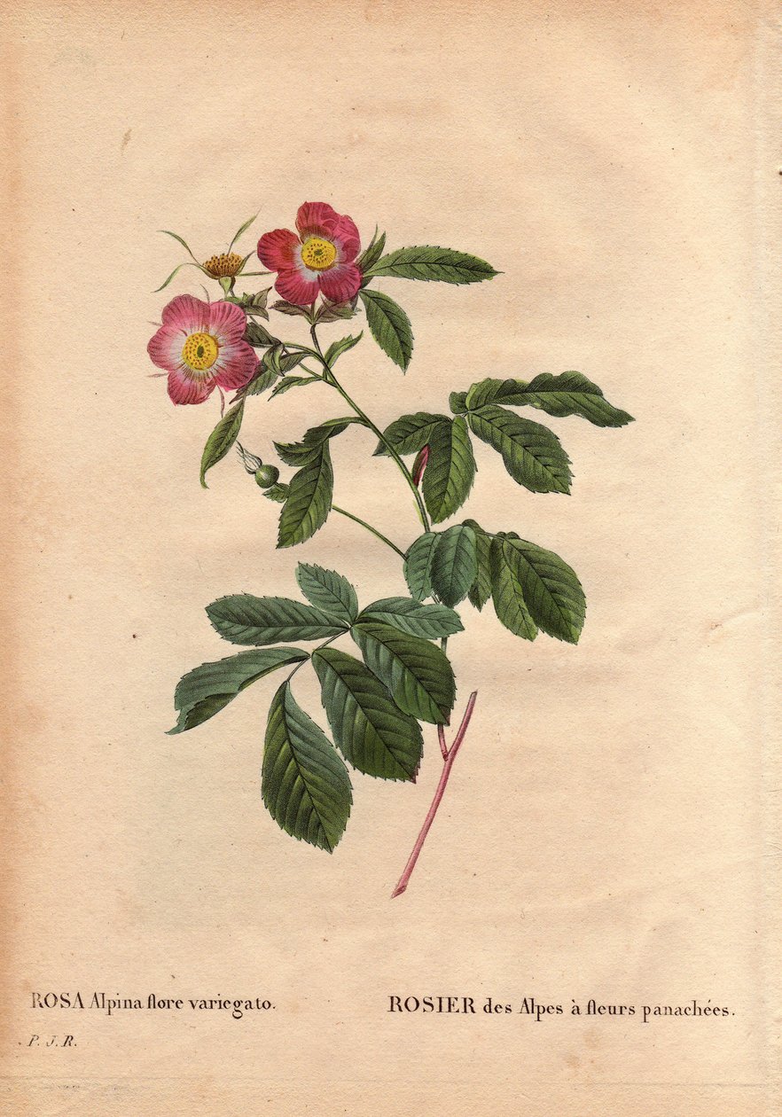 Botanická deska, květina, odrůda růže: Alpská růže s květy variegato (Rosa alpina flora variegato). Zaveden ve Francii kolem roku 1813 de Poilpre. V „“ Les Roses“, svazek 2 od Pierre Joseph Redoute (1759-1840) od Pierre Joseph Redouté