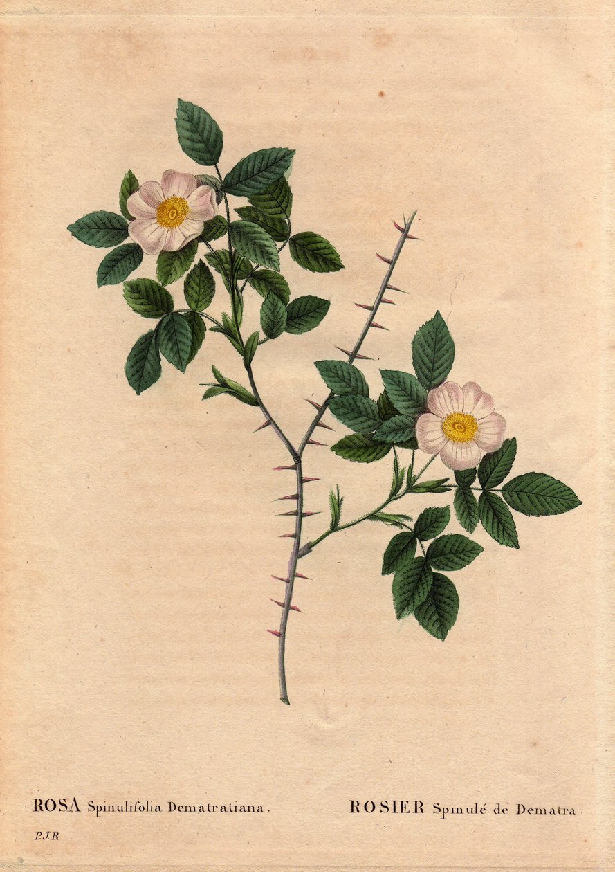 Botanická deska, květina, růže Varieta: Rosier Spinule de Dematra (Rosa spinulifolia dematratiana) objevená poblíž Chatel-sur-Montsalvens (Chatel sur Montsalvens), Fribourg, Švýcarsko Deanem Dematrou, knězem Corbieres, před rokem 1818. V „“ Les Roses “ od Pierre Joseph Redouté