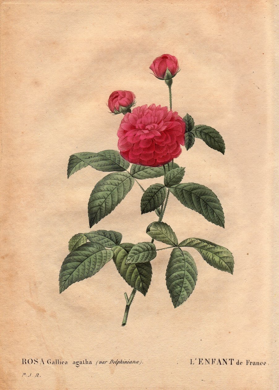 Botanická deska, květina, růže Odrůda: Dítě Francie (Rosa gallica agatha var. delphiniana). Pěstováno panem Du Pontem, kolem roku 1802, známým od doby vlády Ludvíka XV. (1710-1774) a nazýváno „Enfant de France“ na počest dauphina. V "" Les Ro od Pierre Joseph Redouté