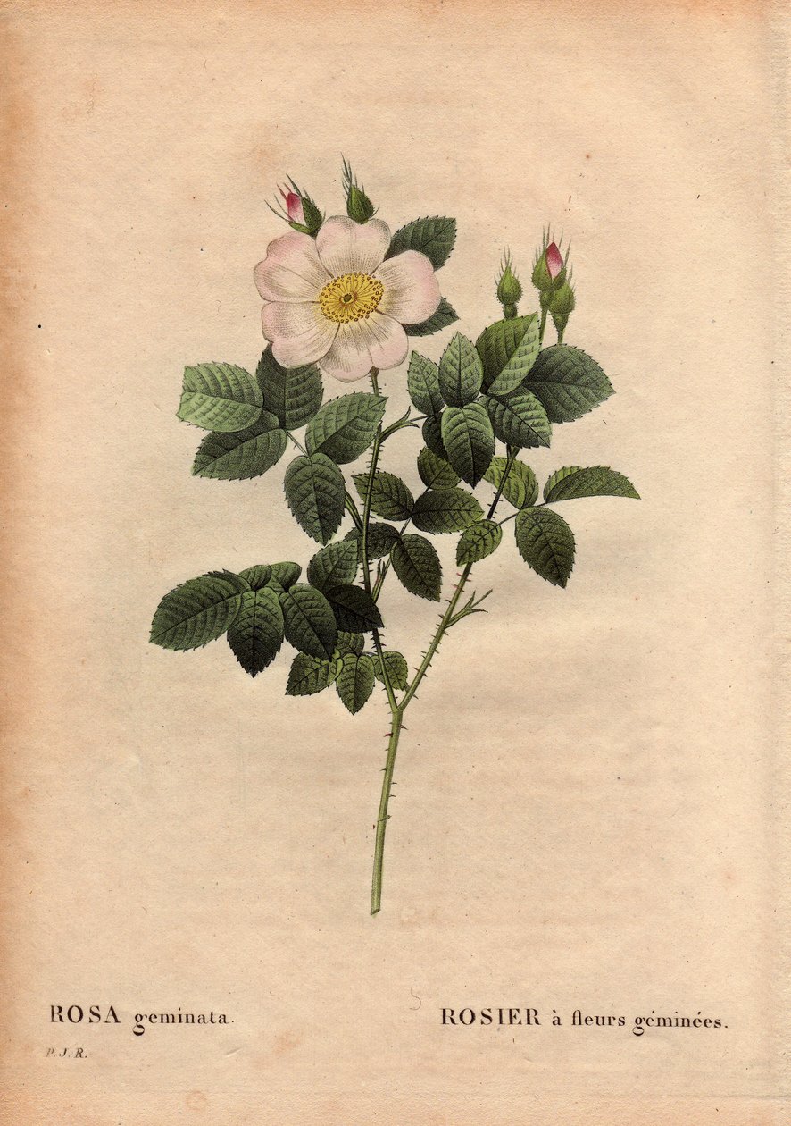 Botanická deska, květina, růže Odrůda: Růže s drahokamem. (Rosa geminata). Objeven profesorem Rau poblíž Wurzburgu v Německu před rokem 1820. V „“Les Roses“, svazek 2 od Pierre Joseph Redoute (1759-1840) od Pierre Joseph Redouté