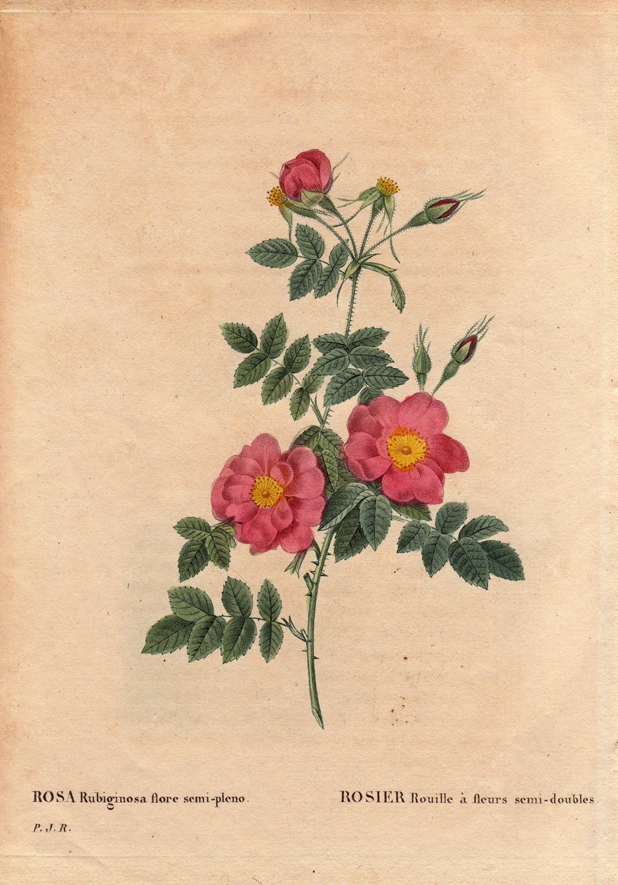 Botanická deska, květina, růže odrůda: Rose Rust má polodvojité květy (Rosa rubiginosa flora semi pleno), získané ze semen a pěstované P. J. Redoutem kolem roku 1806. 1840) od Pierre Joseph Redouté