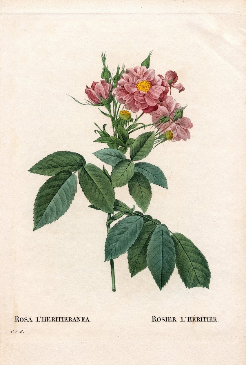 Boursaultova růže, odrůda Rosa l