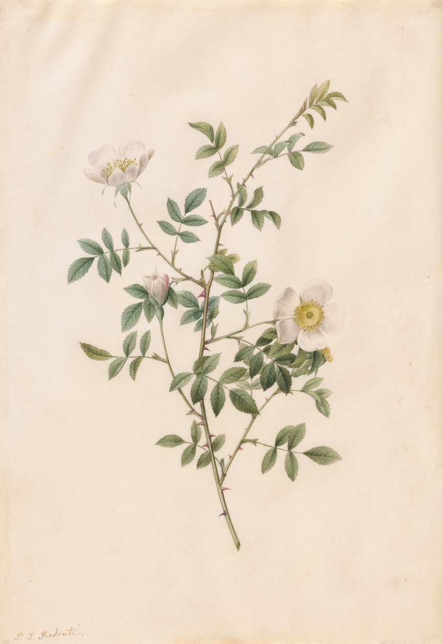 Brier Bush Rose nebo Dog Rose (Rosa Sepium Rosea) od Pierre Joseph Redouté
