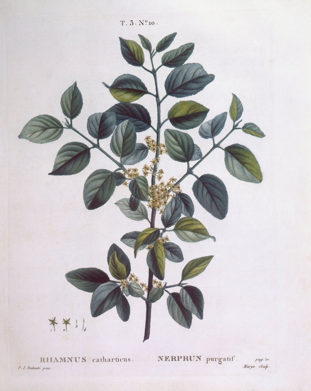 Rakytník obecný (Rhamnus catharticus), Henry Louis Duhamel du Monceau, botanická deska Pierre Joseph Redouté od Pierre Joseph Redouté