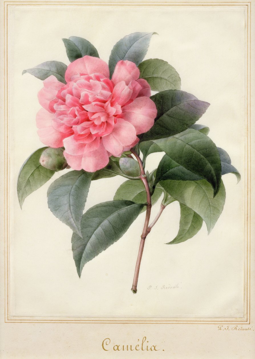 Camelia (akvarel se zlatem na pergamenu) od Pierre Joseph Redouté