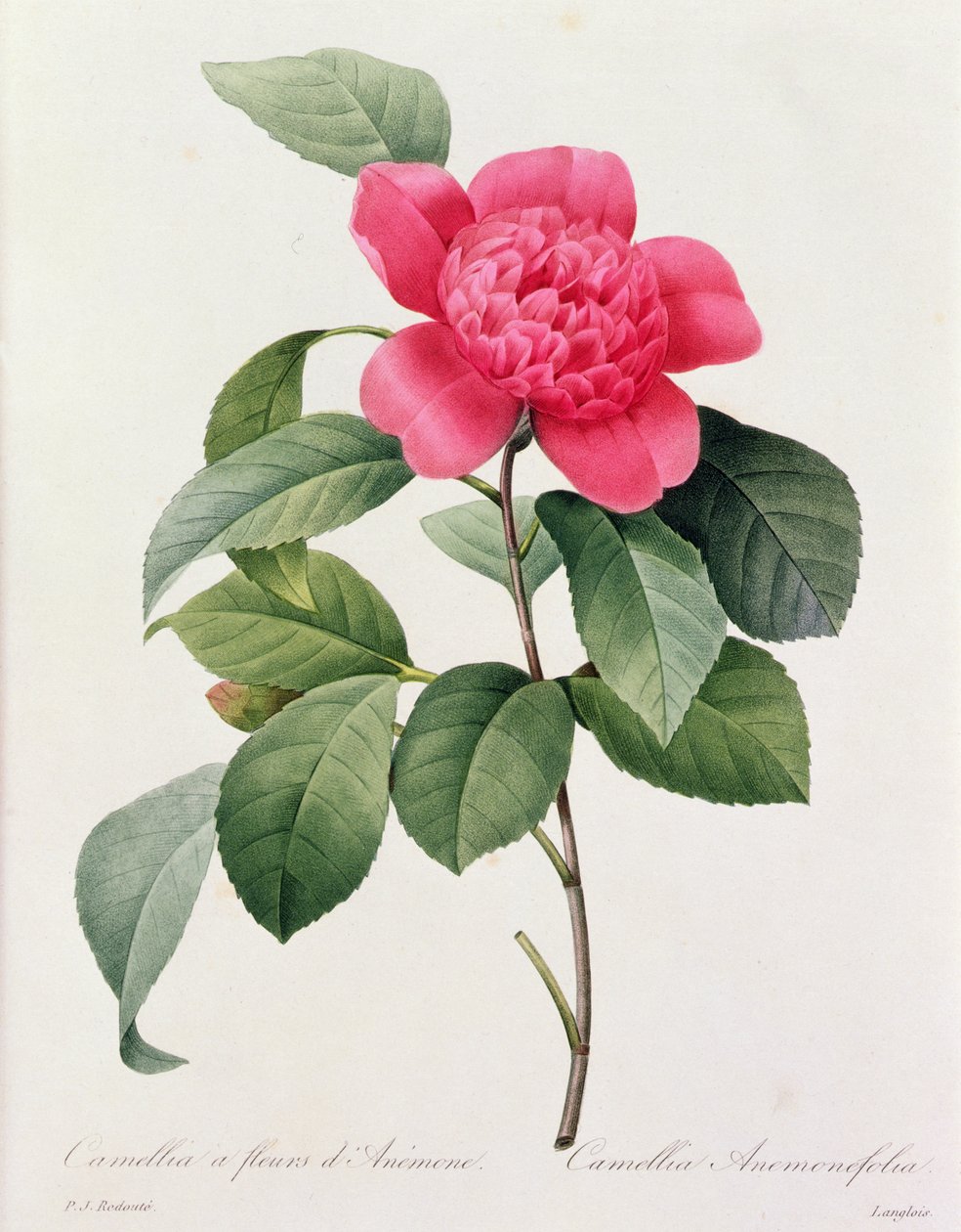 Camellia Anemonefolia (barevná rytina) od Pierre Joseph Redouté