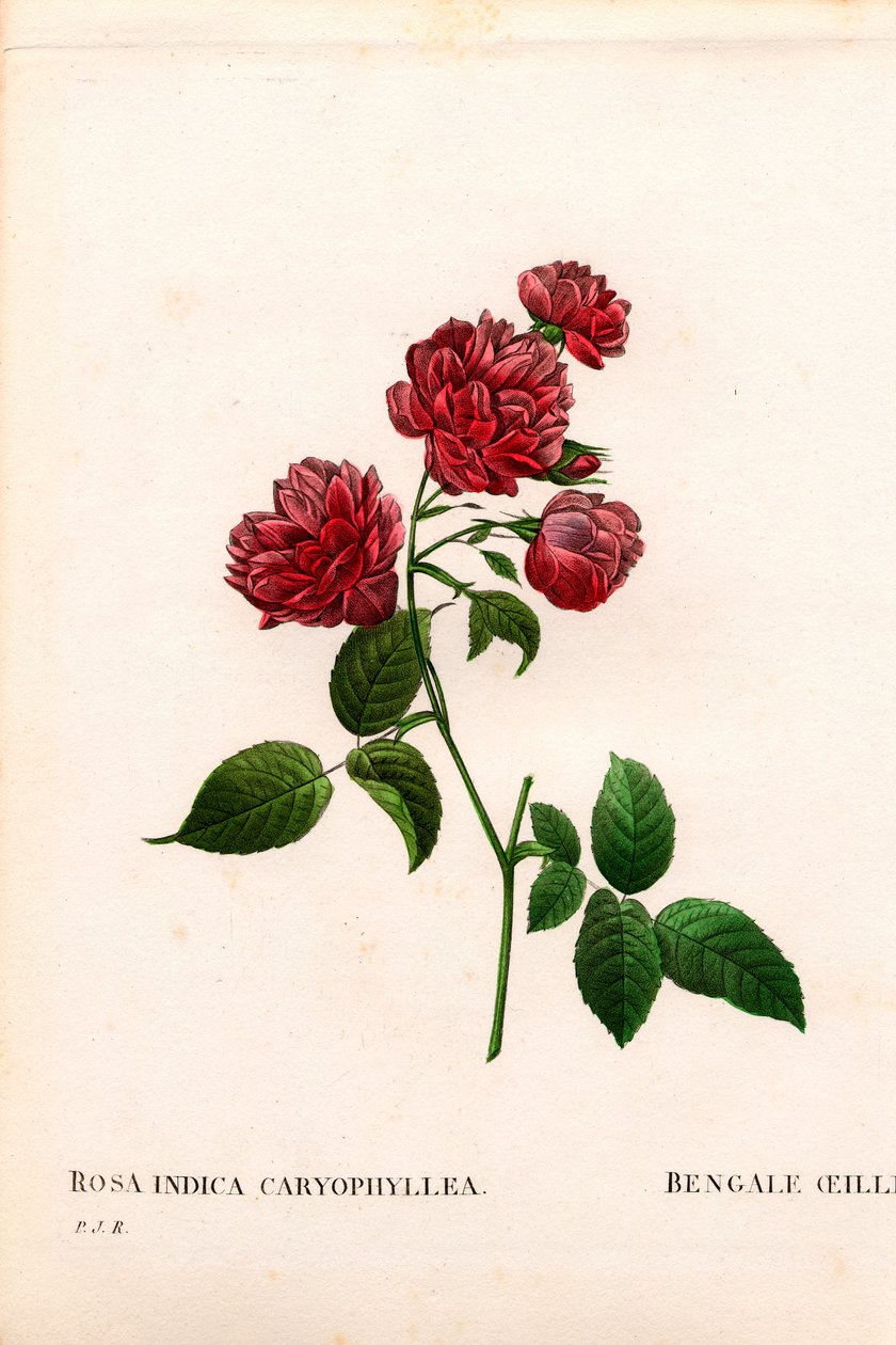 Karafiát Čínská růže, odrůda Rosa chinensis, Karafiát Bengálský. Ručně kolorovaná tečkovaná mědirytina z díla Pierra Josepha Redouta „“Les Roses,” Paris od Pierre Joseph Redouté