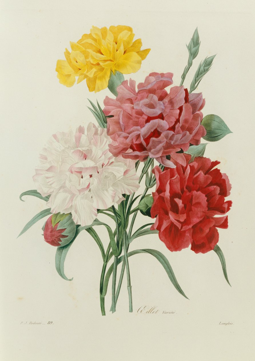 Karafiáty, z "Výběr nejkrásnějších květin", c.1833 od Pierre Joseph Redouté