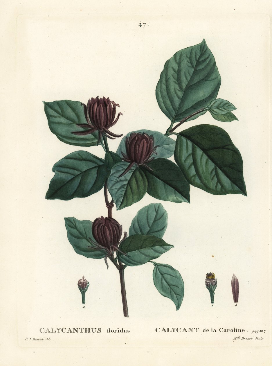 Carolina spicebush nebo východní sladký keř, Calycanthus floridus. Ručně kolorovaná tečkovaná rytina slečny Brenetové podle ilustrace Pierra-Josepha Redoutea z Treat des Arbres et Shrustes, Paříž Henriho Louise Duhamela du Moncel od Pierre Joseph Redouté