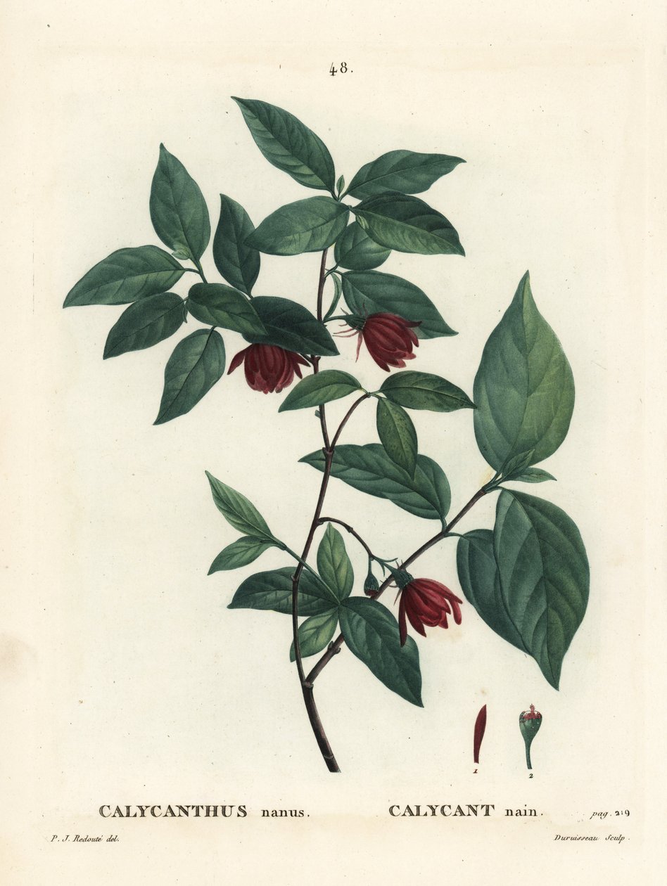 Carolina Spicebush nebo Eastern Sweetshrub, Calycanthus floridus var. glaucus (Calycanthus nanus). Ručně kolorovaná tečkovaná rytina od Du Ruisseaua podle ilustrace Pierra-Josepha Redoutea z knihy Henri Louis Duhamel du Moncel Treat of Trees and Shrustes, od Pierre Joseph Redouté