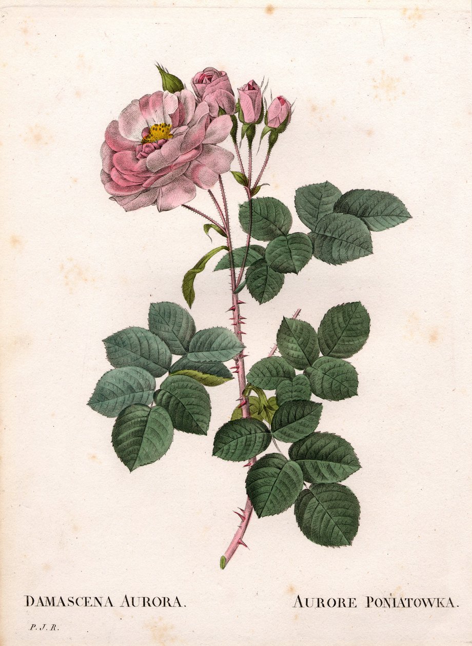 Růže Celeste, odrůda Rosa alba, Rose Aurore Poniatowska. Ručně kolorovaná tečkovaná mědirytina z díla Pierra Josepha Redouta „“Les Roses,” Paris od Pierre Joseph Redouté