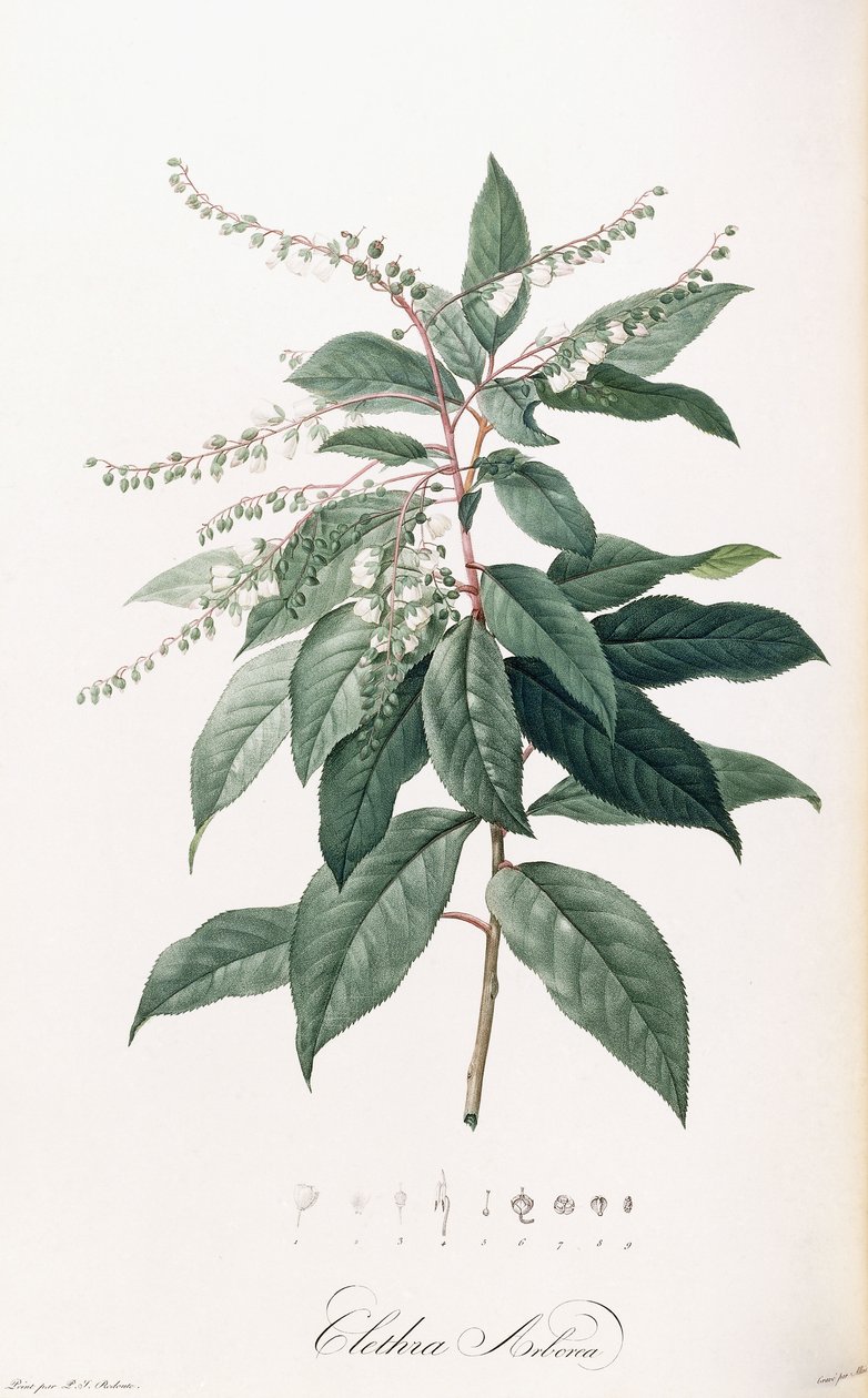 Clethra Arborea od Pierre Joseph Redouté