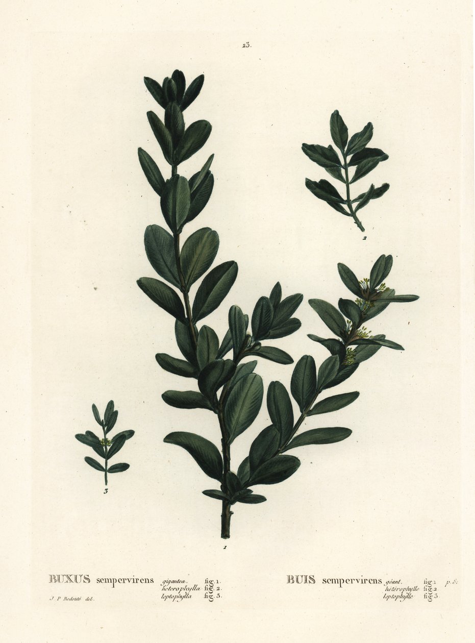 Budka obecná, buxus evropský nebo buxus, Buxus sempervirens (gigantea, heterophylla a leptophylla). Ručně kolorovaná tečkovaná rytina podle ilustrace Pierra-Josepha Redoute z Treat des Arbres et Shrustes, Paříž Henriho Louise Duhamela du Monceau od Pierre Joseph Redouté