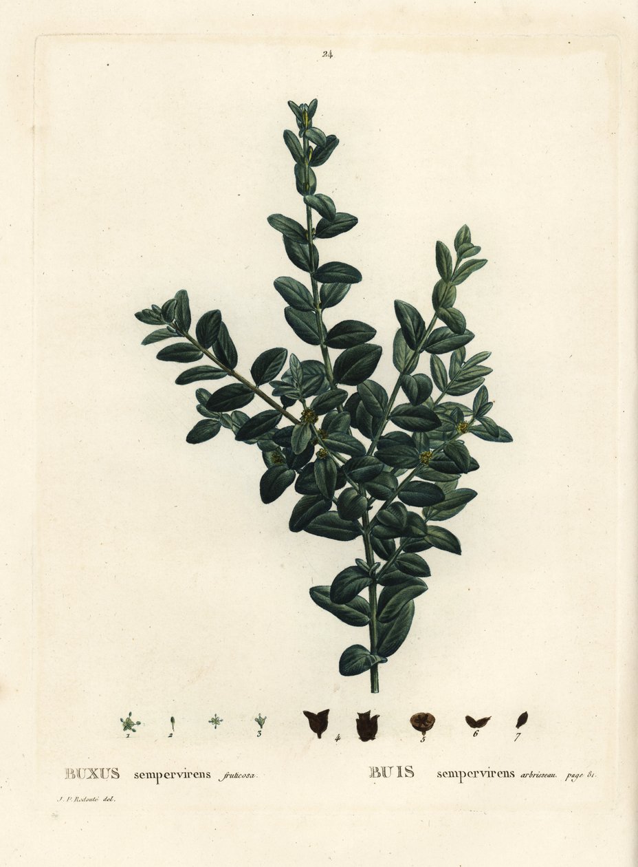 Budka obecná, buxus evropský nebo buxus, Buxus sempervirens fruticosa. Ručně kolorovaná tečkovaná rytina podle ilustrace Pierra-Josepha Redoute z Treat des Arbres et Shrustes, Paříž Henriho Louise Duhamela du Monceau od Pierre Joseph Redouté