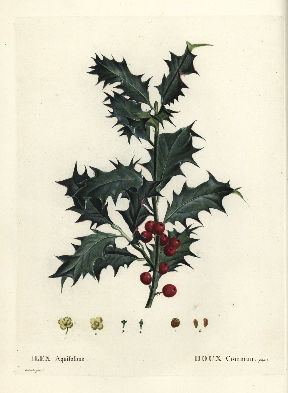 Cesmína obecná, Ilex aquifolium. Ručně kolorovaná tečkovaná rytina podle ilustrace Pierra-Josepha Redoute z Treat des Arbres et Shrustes, Paříž Henriho Louise Duhamela du Monceau od Pierre Joseph Redouté
