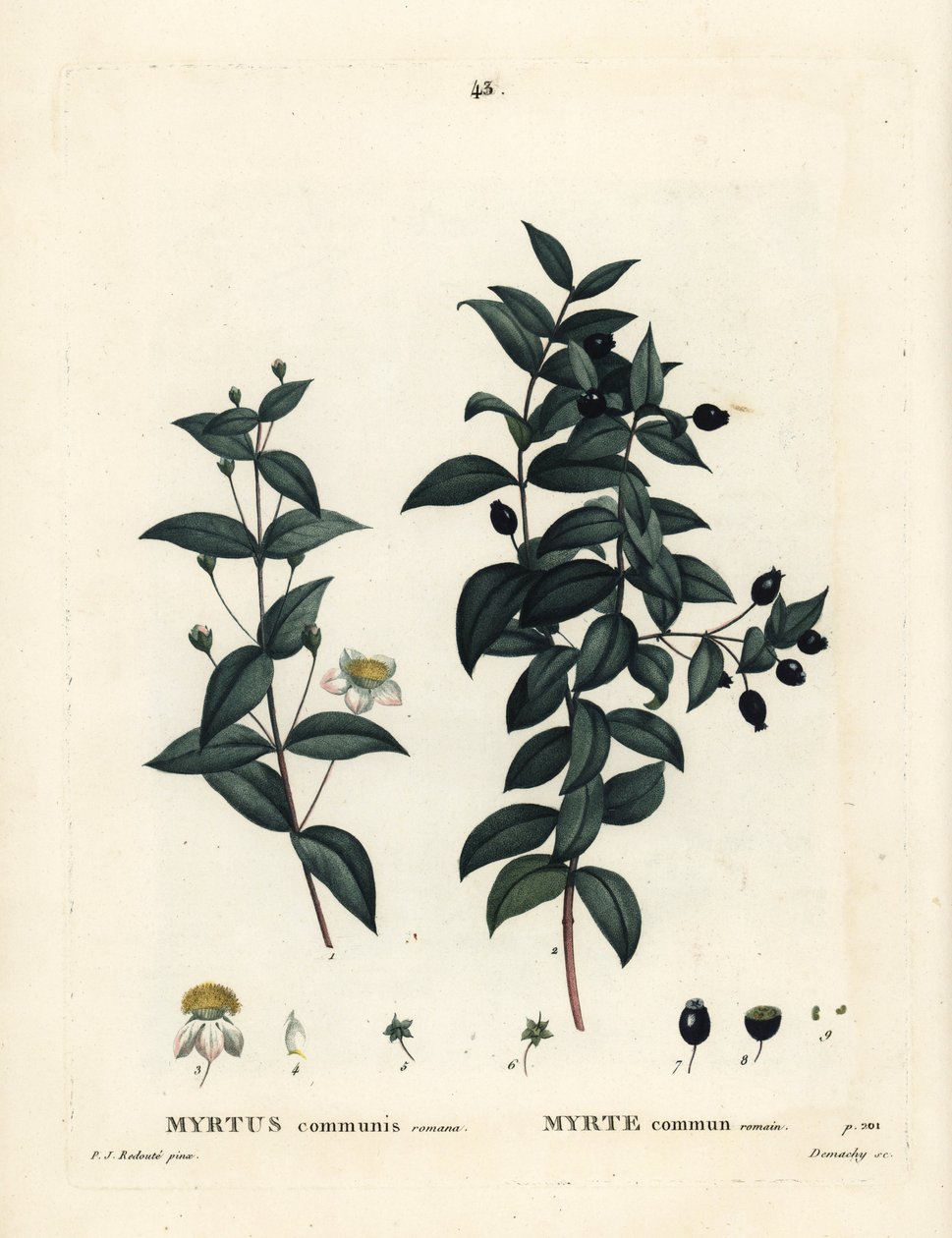 Myrta obecná, Myrtus communis. Ručně kolorovaná tečkovaná rytina od Demachy podle ilustrace Pierra-Josepha Redoute z Treat des Arbres et Shrustes, Paříž Henriho Louise Duhamela du Moncel od Pierre Joseph Redouté