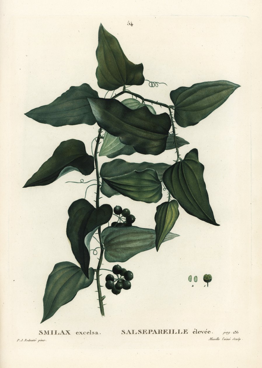 Smilax obecný, svlačec drsný, sarsaparilla nebo smilax středomořská, Smilax aspera (Smilax excelsa). Ručně kolorovaná tečkovaná rytina od Mixelle l