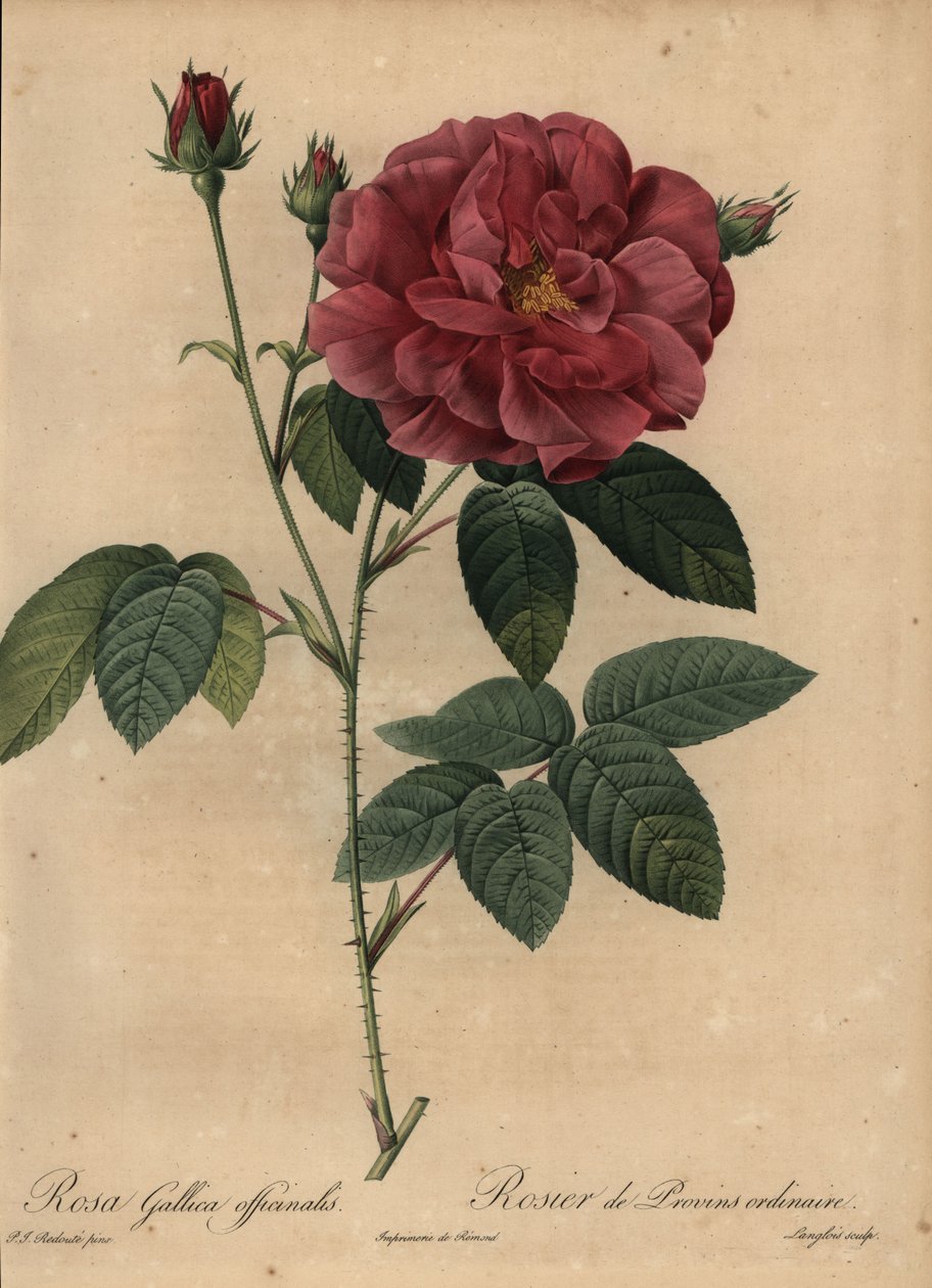 Crimson francouzská růže nebo růže z Provins, Rosa gallica officinalis od Pierre Joseph Redouté