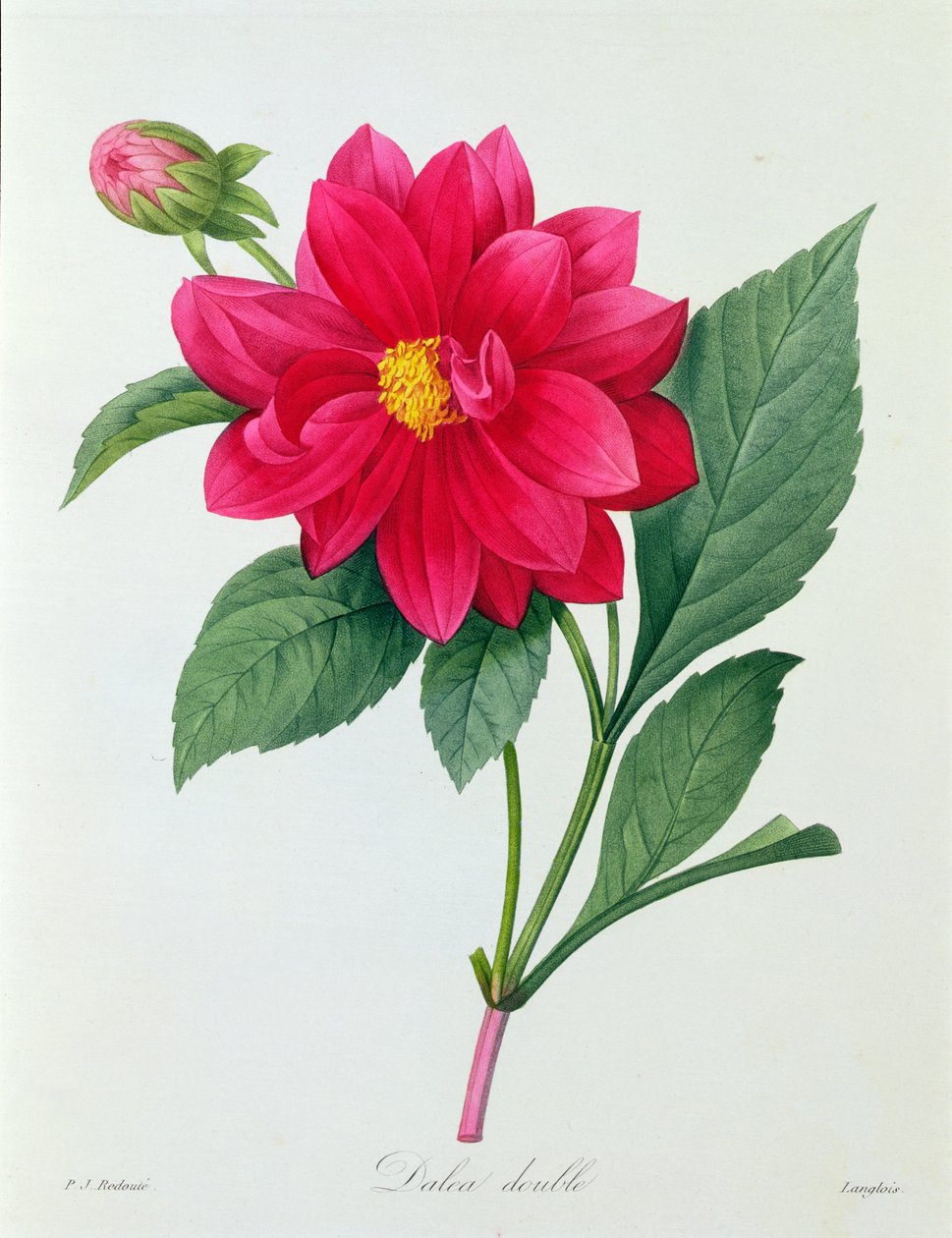 Dahlia Double (barevná rytina) od Pierre Joseph Redouté