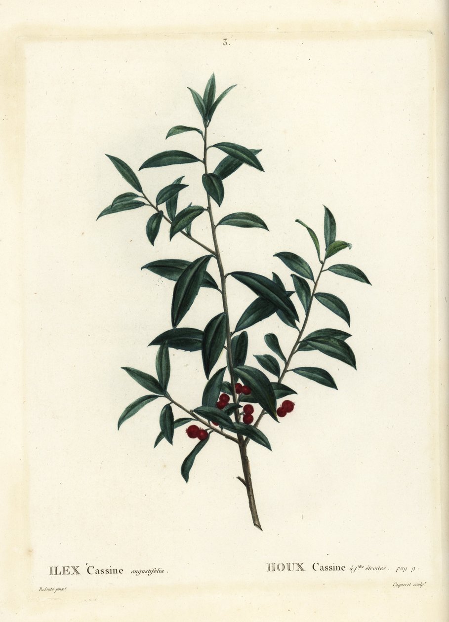 Dahoon cesmína nebo cassina, Ilex cassine. Ručně kolorovaná tečkovaná rytina Coqueret podle ilustrace Pierra-Josepha Redoute z Treat des Arbres et Shrustes, Paříž Henriho Louise Duhamela du Moncel od Pierre Joseph Redouté