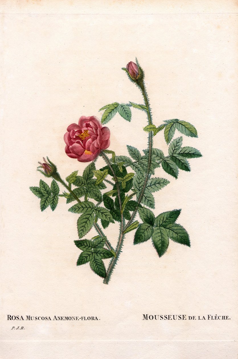Šípková růže, Rosa centifolia var. muscosa, La Mousseuse de la Fleche. Ručně kolorovaná tečkovaná mědirytina od Pierra Josepha Redouta „Les Roses,“ Paris od Pierre Joseph Redouté