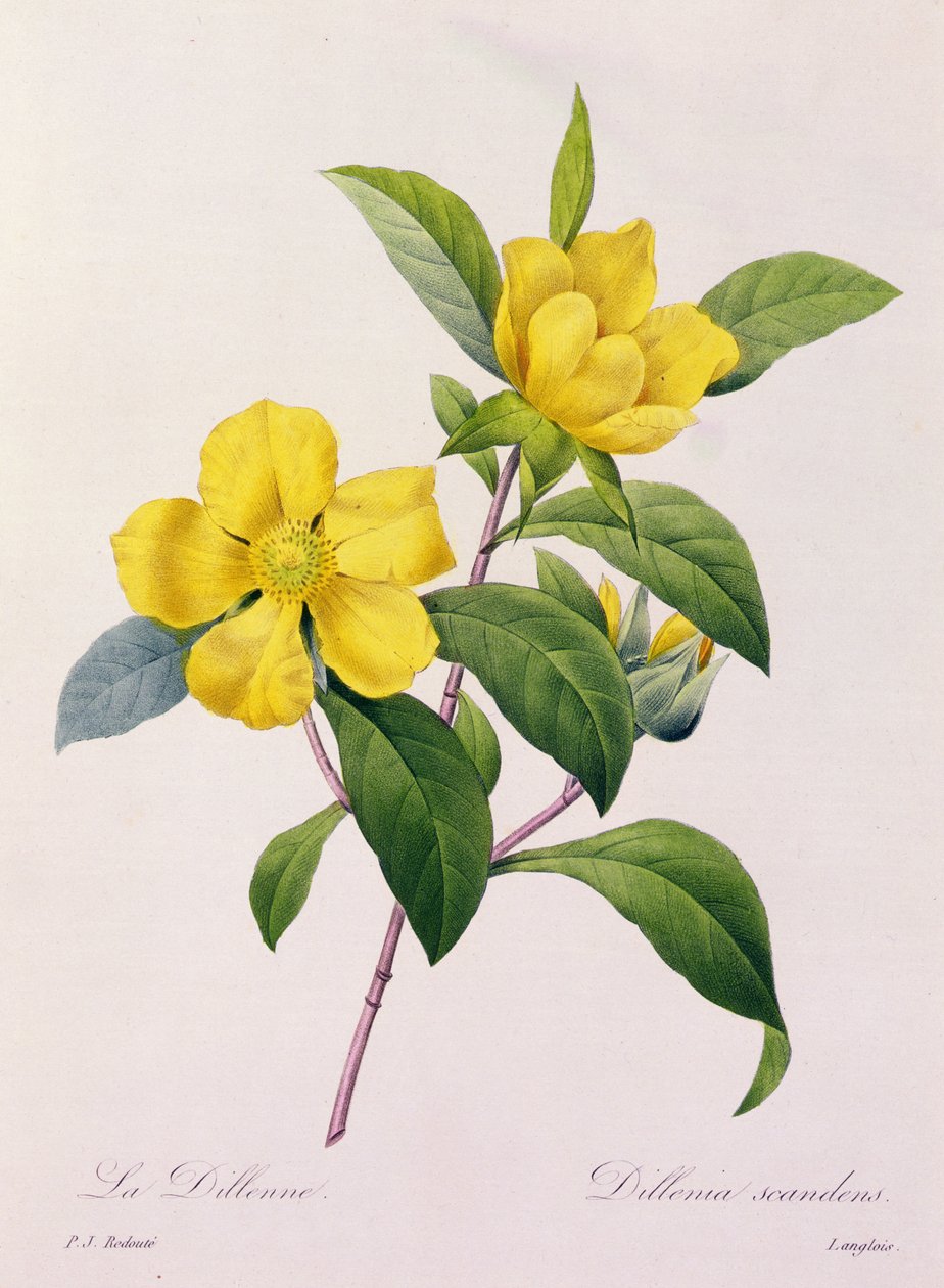 Dillenia Scandens (barevné rytí) od Pierre Joseph Redouté