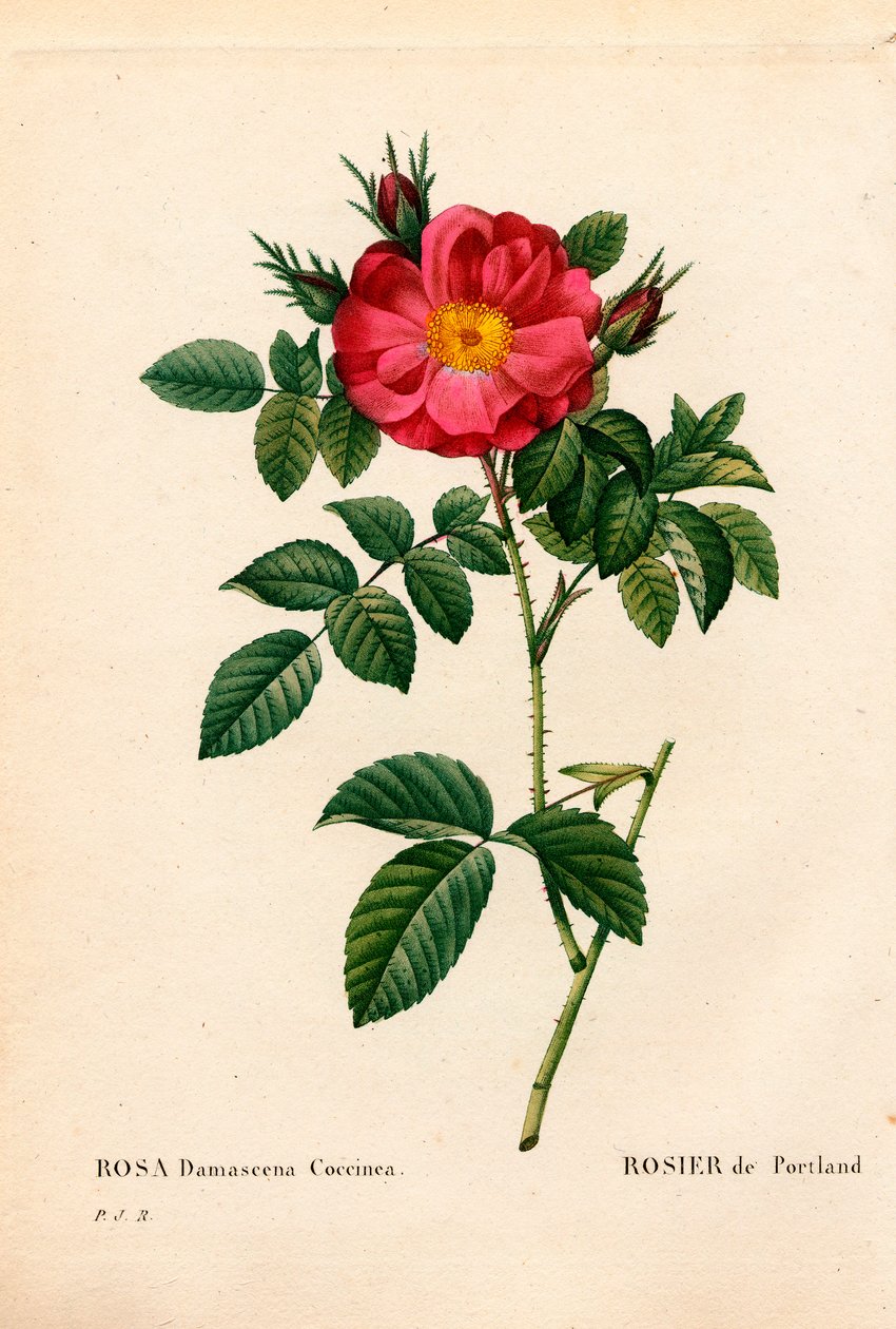 Vévodkyně z Portlandu růže, Rosa portlandica, portlandská růže. Ručně kolorovaná tečkovaná mědirytina z díla Pierra Josepha Redouta „“Les Roses,” Paris od Pierre Joseph Redouté