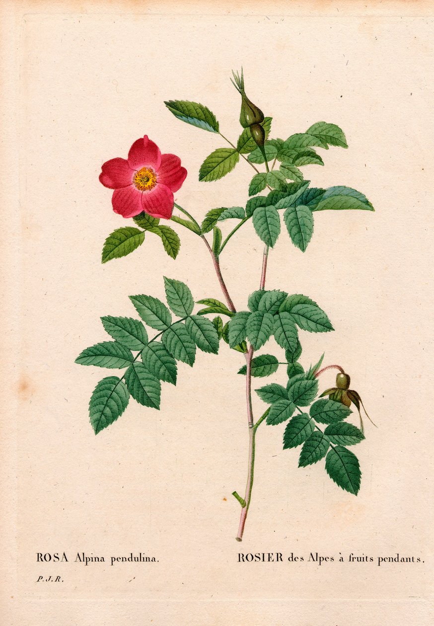 Během plodí růžové alpské, Rosa pendulina. Ručně kolorovaná tečkovaná mědirytina z díla Pierra Josepha Redouta „“Les Roses,” Paris od Pierre Joseph Redouté