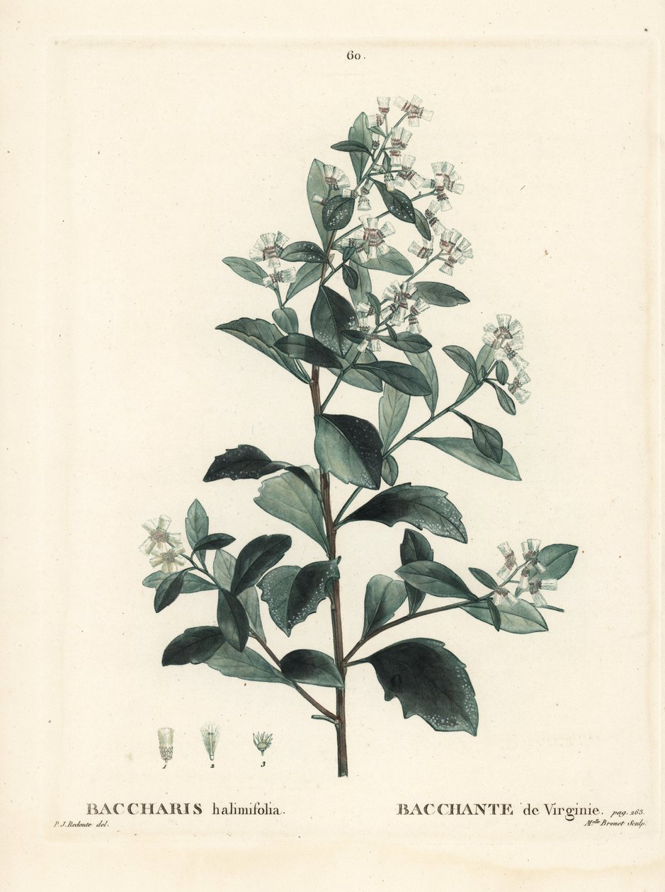 Baccharis východní, sysel, mořská myrta nebo slaninka, Baccharis halimifolia. Ručně kolorovaná tečkovaná rytina slečny Brenetové podle ilustrace Pierra-Josepha Redoutea z Treat des Arbres et Shrustes, Paříž Henriho Louise Duhamela du Moncel od Pierre Joseph Redouté