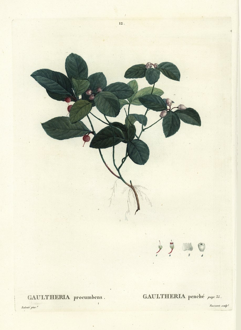Čajovník východní, kostřava nebo zimostráz, Gaultheria procumbens. Ručně kolorovaná tečkovaná rytina od Tassaerta podle ilustrace Pierra-Josepha Redoute z Treat des Trees et Shrustes, Paříž Henriho Louise Duhamela du Moncel od Pierre Joseph Redouté