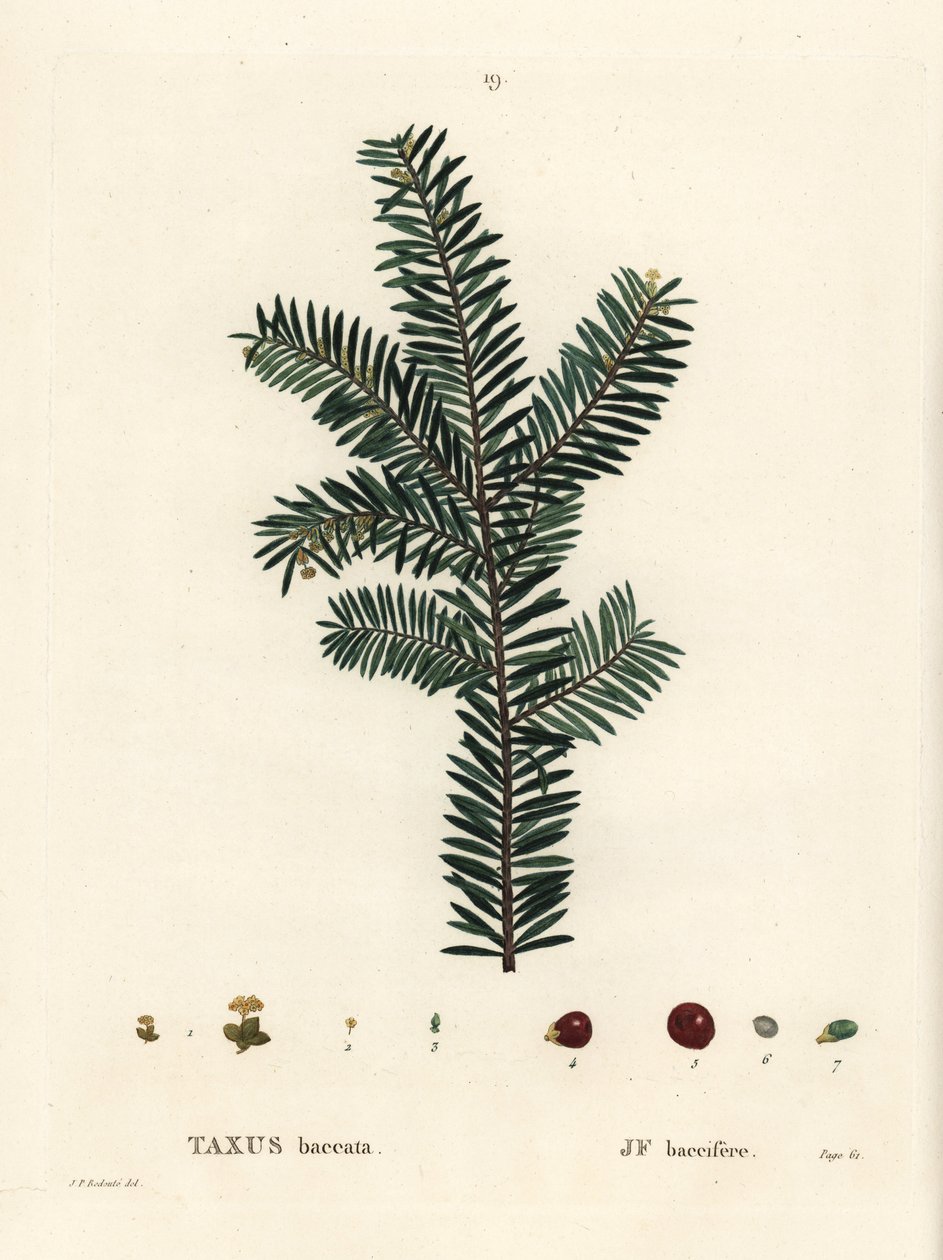Tis anglický nebo evropský, Taxus baccata. Ručně kolorovaná tečkovaná rytina podle ilustrace Pierra-Josepha Redoute z Treat des Arbres et Shrustes, Paříž Henriho Louise Duhamela du Monceau od Pierre Joseph Redouté
