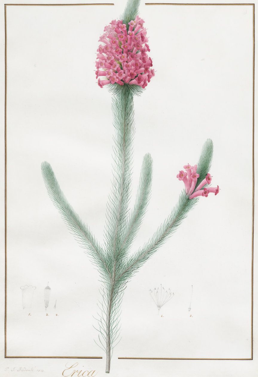 Erica Fulgida, 1813. od Pierre Joseph Redouté
