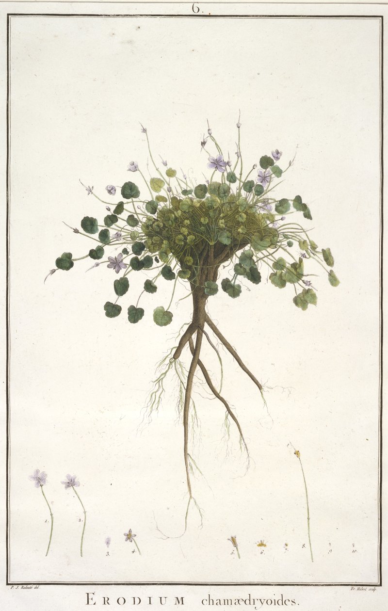 Erodium chamaedryoides, z geraniologie, nebo z historie Erodius, Pelargonii, Monsonia a Grieli, ilustrované ikonami, 1787-88 (ručně kolorovaná rytina) od Pierre Joseph Redouté
