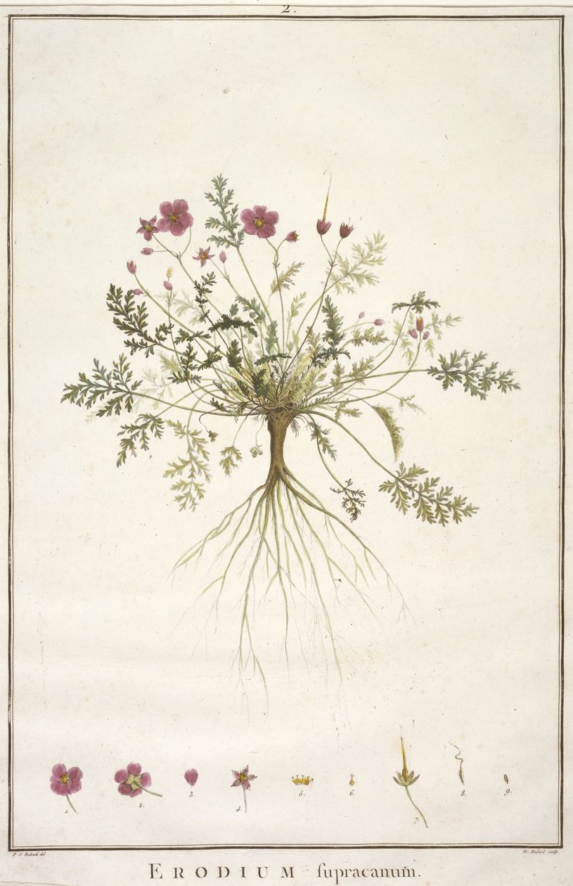 Erodius supracanum, z geraniologie, nebo z historie Erodii, Pelargonii, Monsonia a Grieli, ilustrované ikonami, 1787-88 (ručně kolorovaná rytina) od Pierre Joseph Redouté